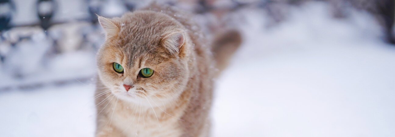 Cat in snow.