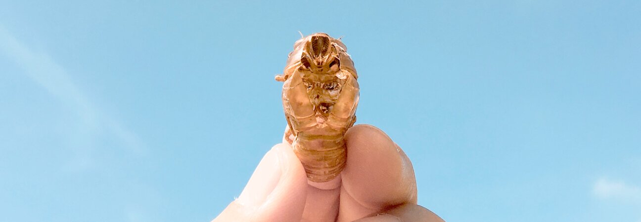Cicada Shell