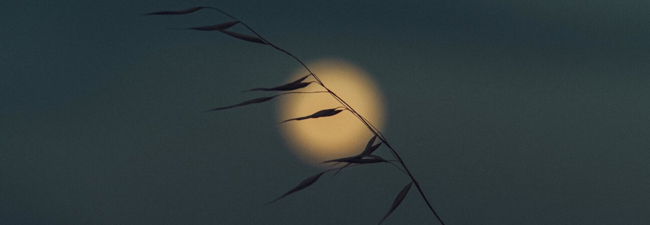 Tall grass at night with moon.