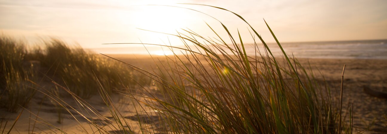 Long grass at the beach.